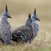 Holub hnedochocholaty - Ocyphaps lophotes - Crested Pigeon o7160